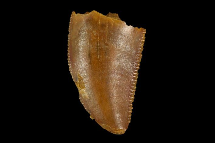 Serrated, Raptor Tooth - Real Dinosaur Tooth #115964